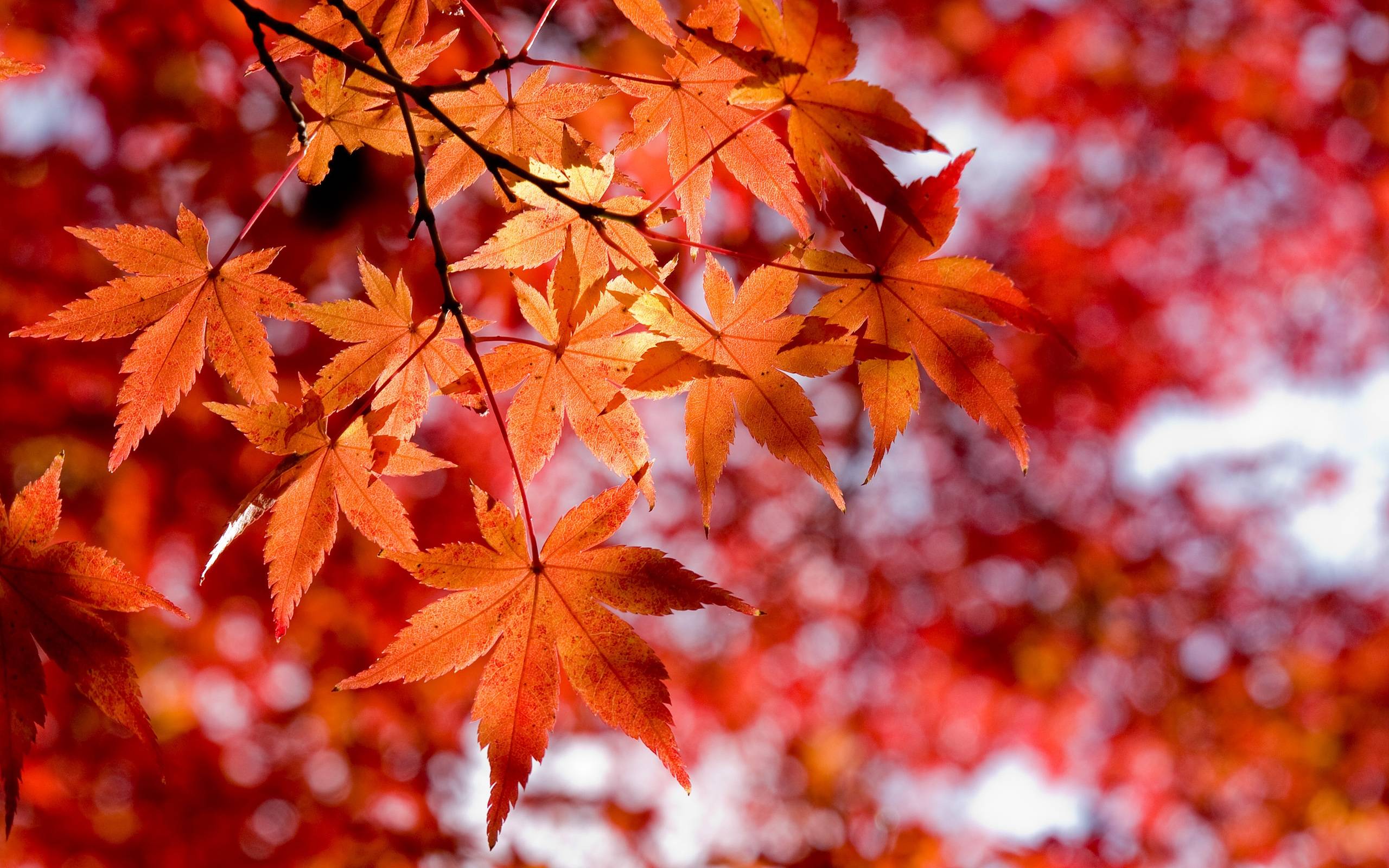 Detail Maple Leaf Wallpaper Nomer 8