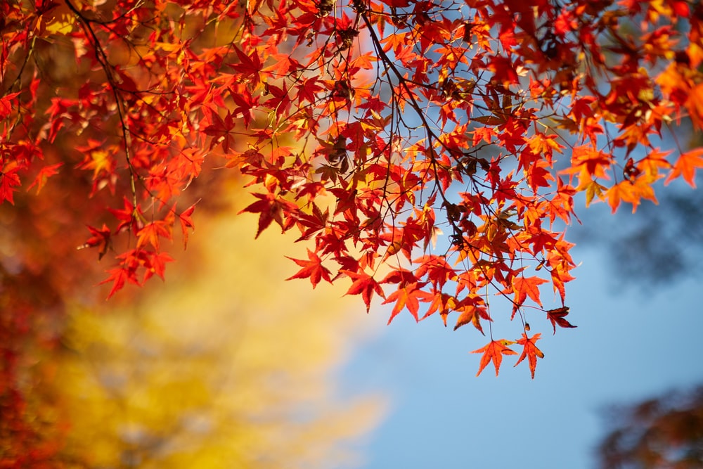 Detail Maple Leaf Wallpaper Nomer 10