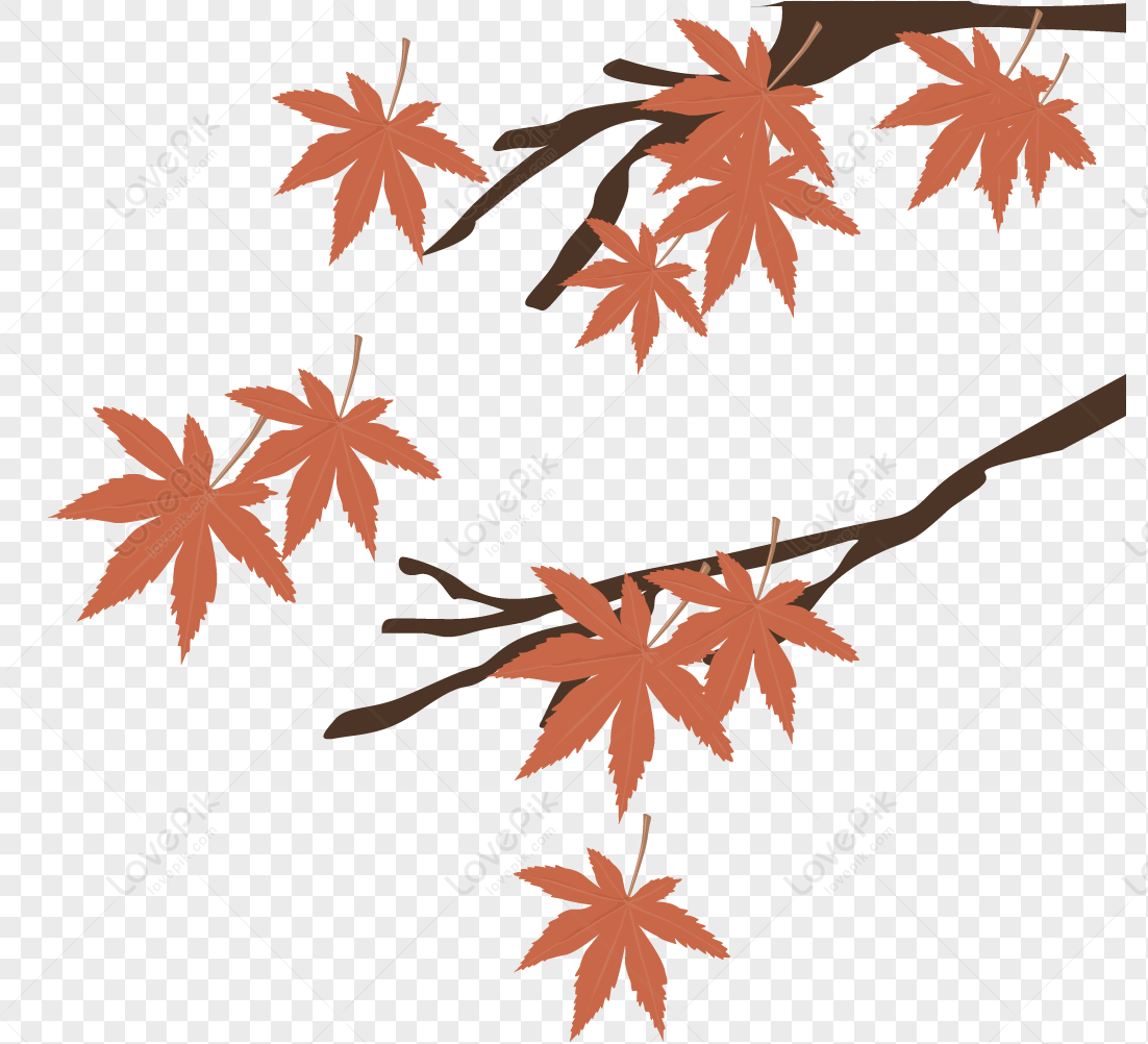 Detail Maple Png Nomer 26