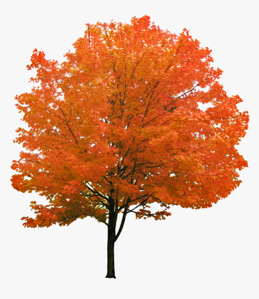 Detail Maple Png Nomer 27