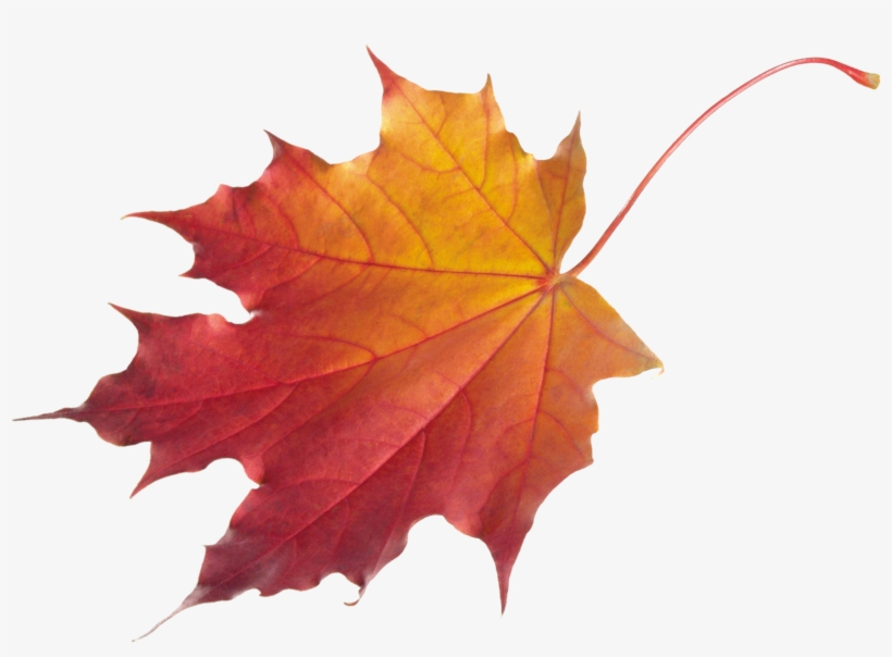 Detail Maple Png Nomer 29
