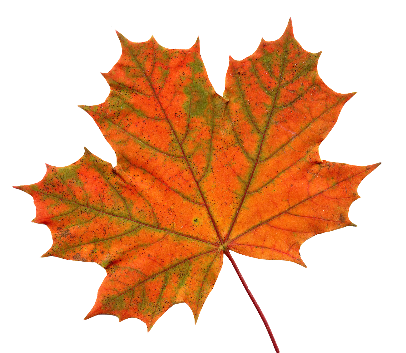 Detail Maple Png Nomer 5