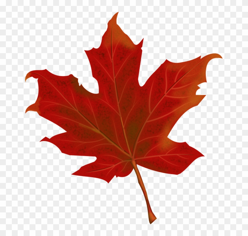 Detail Maple Png Nomer 32
