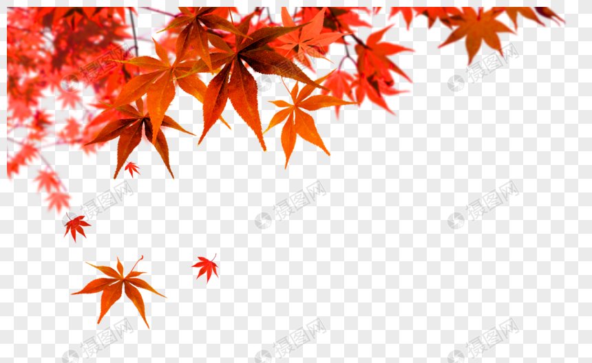 Detail Maple Png Nomer 33