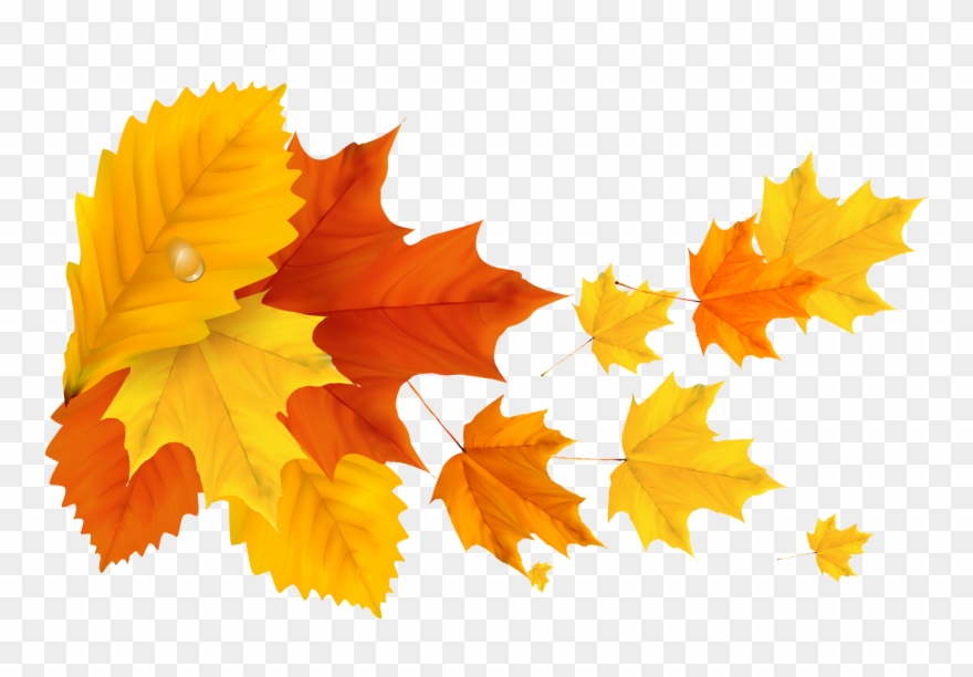 Detail Maple Png Nomer 36