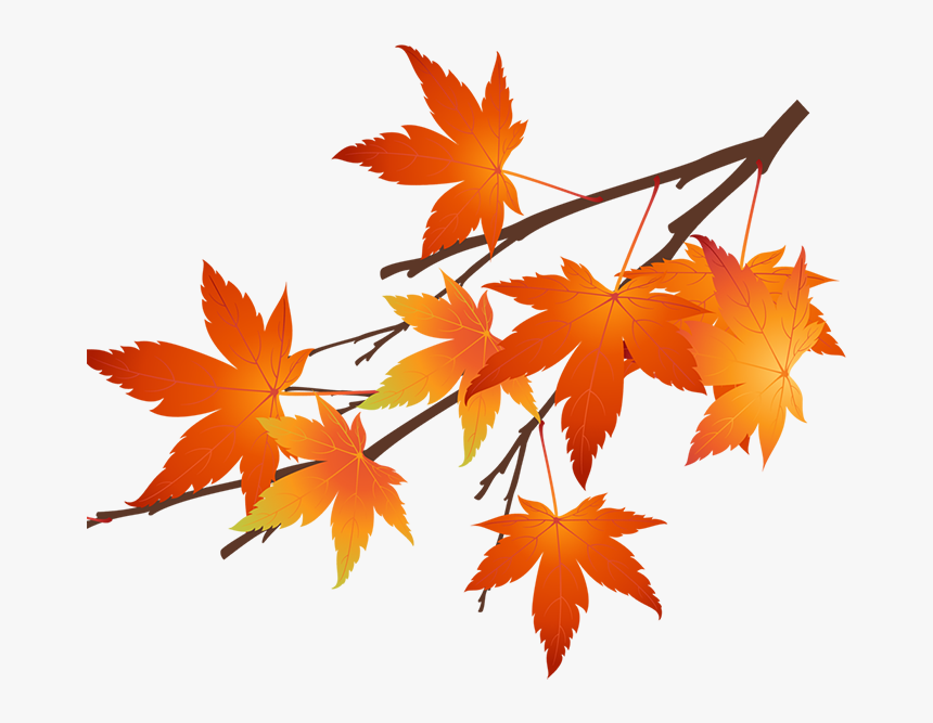 Detail Maple Png Nomer 38