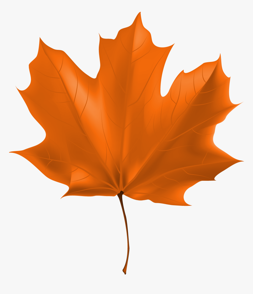 Detail Maple Png Nomer 39