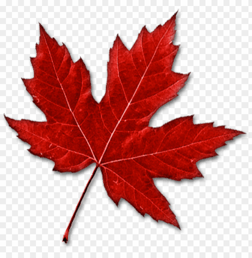 Detail Maple Png Nomer 6
