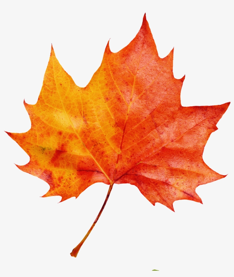 Detail Maple Png Nomer 42