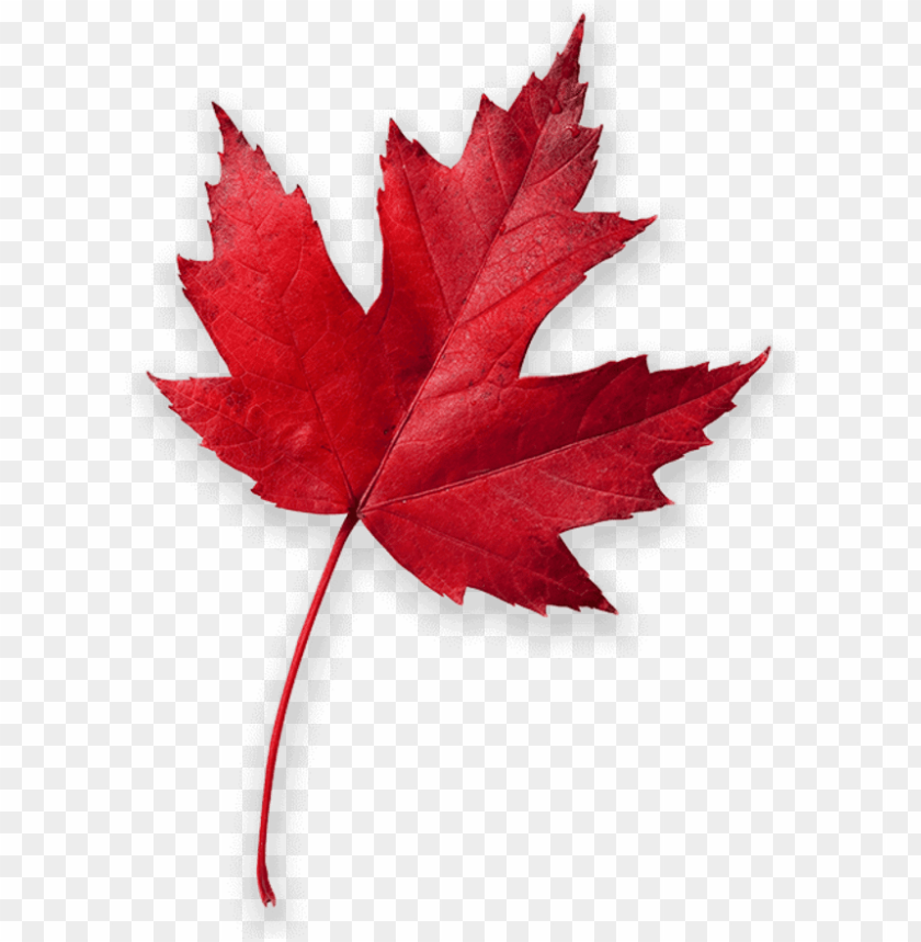 Detail Maple Png Nomer 7