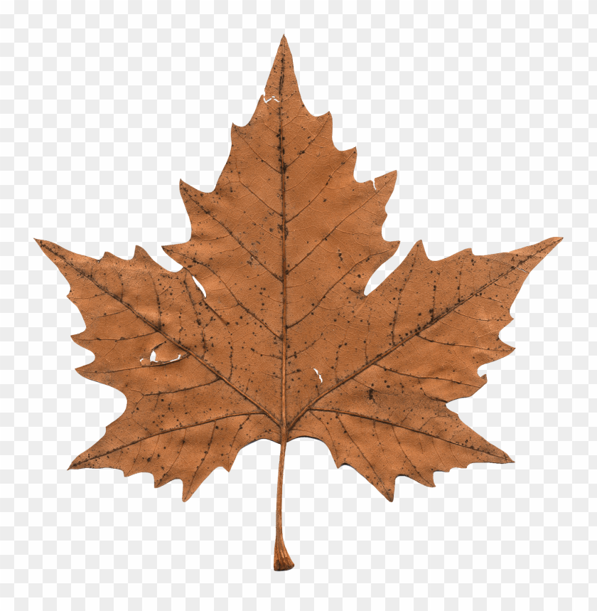 Detail Maple Png Nomer 8