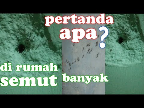 Detail Pertanda Semut Terbang Banyak Di Rumah Nomer 49