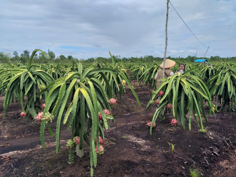 Detail Pertanian Buah Buahan Nomer 17