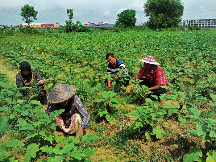 Detail Pertanian Buah Buahan Nomer 42