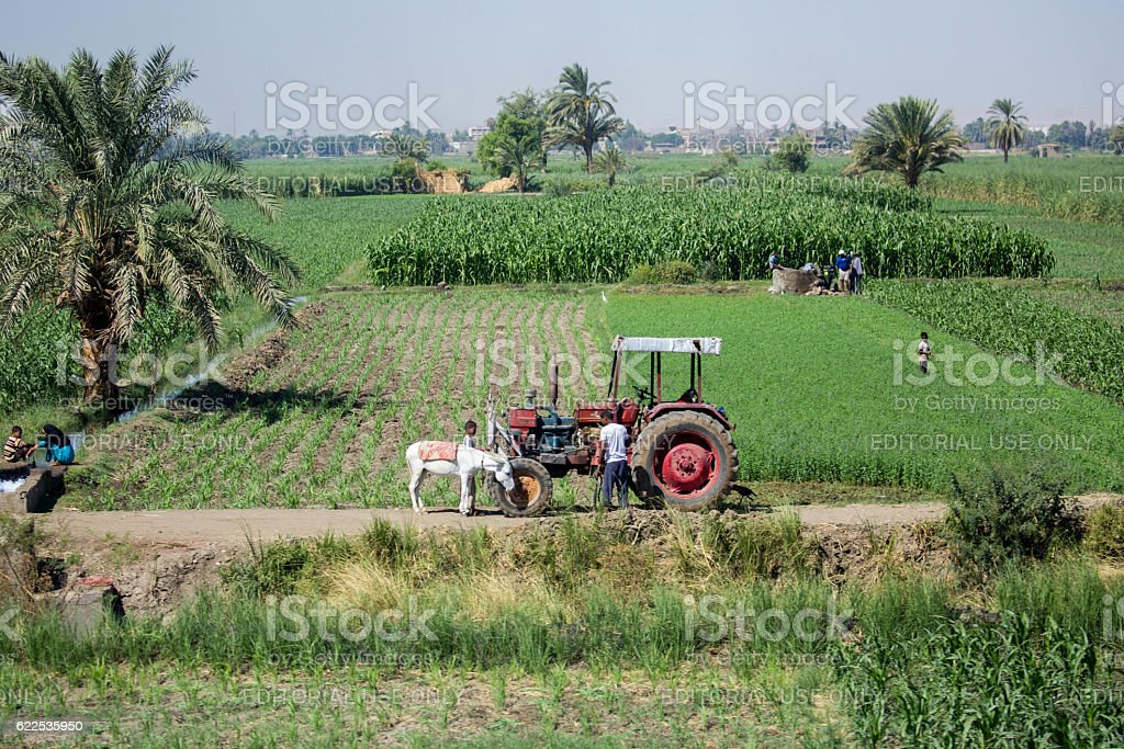 Detail Pertanian Di Mesir Nomer 5