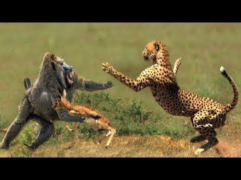 Detail Pertarungan Binatang Buas Di Alam Liar Nomer 15