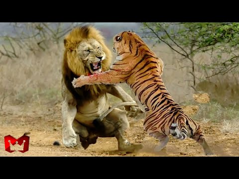 Detail Pertarungan Binatang Buas Di Alam Liar Nomer 17