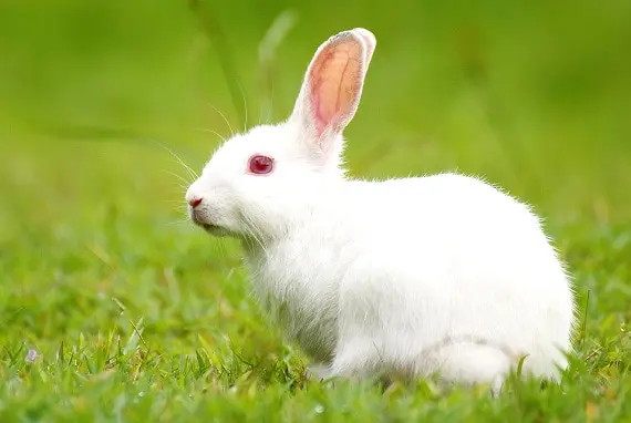 Detail Pet Animals Images Nomer 30