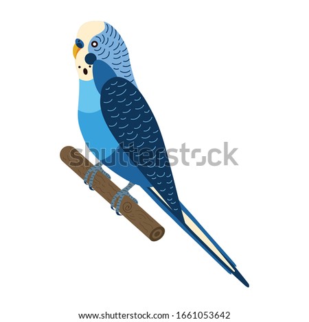 Detail Pet Bird Clipart Nomer 40