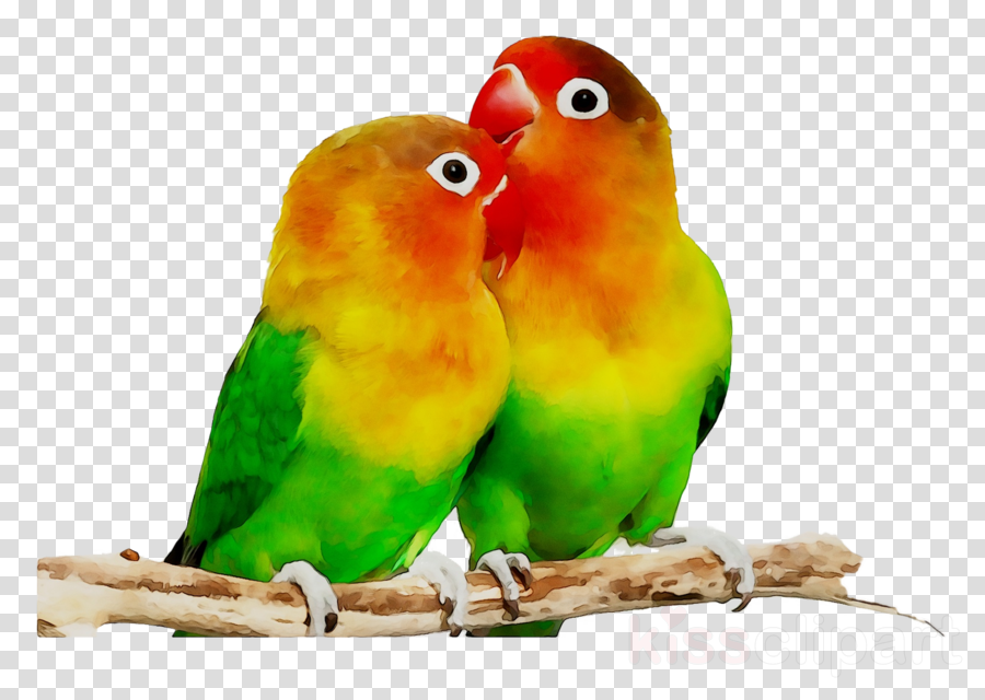 Detail Pet Bird Clipart Nomer 45