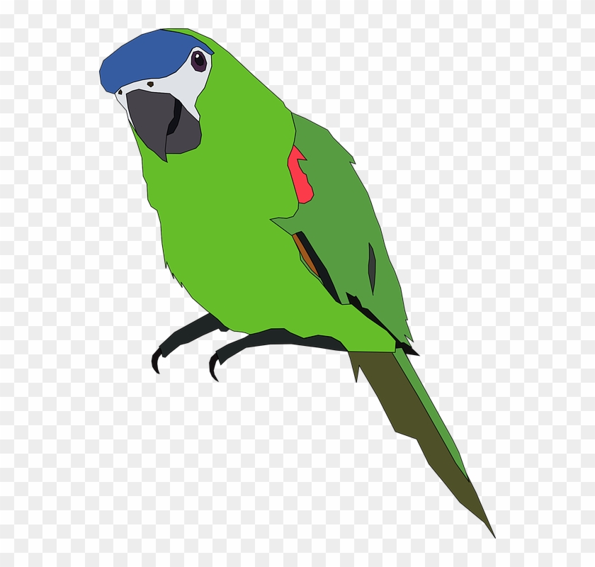 Detail Pet Bird Clipart Nomer 8