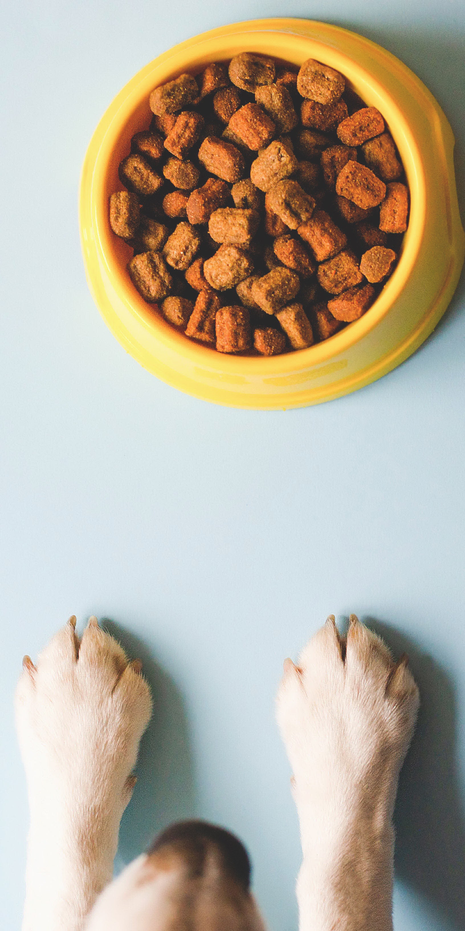 Detail Pet Food Images Nomer 47