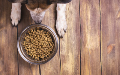 Detail Pet Food Images Nomer 56