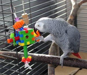 Detail Pet Parrot In Bird Cage Minecraft Nomer 25