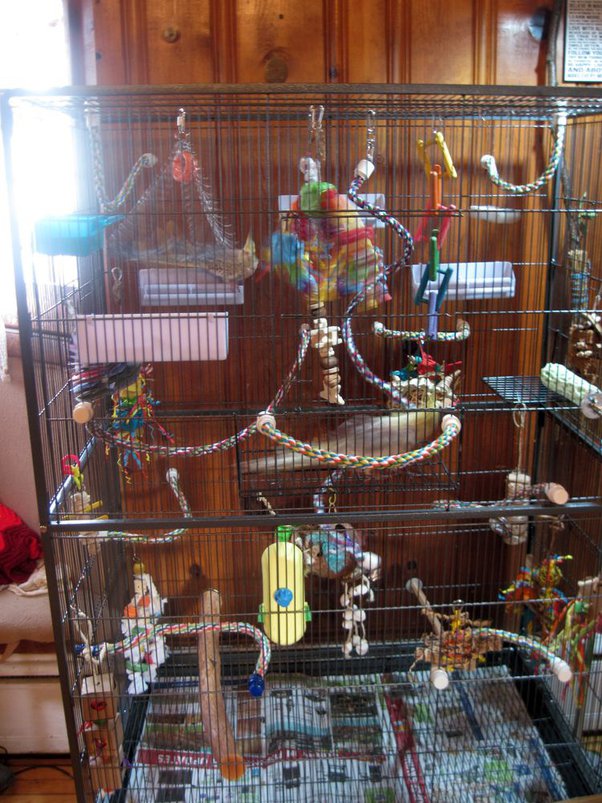 Detail Pet Parrot In Bird Cage Minecraft Nomer 34