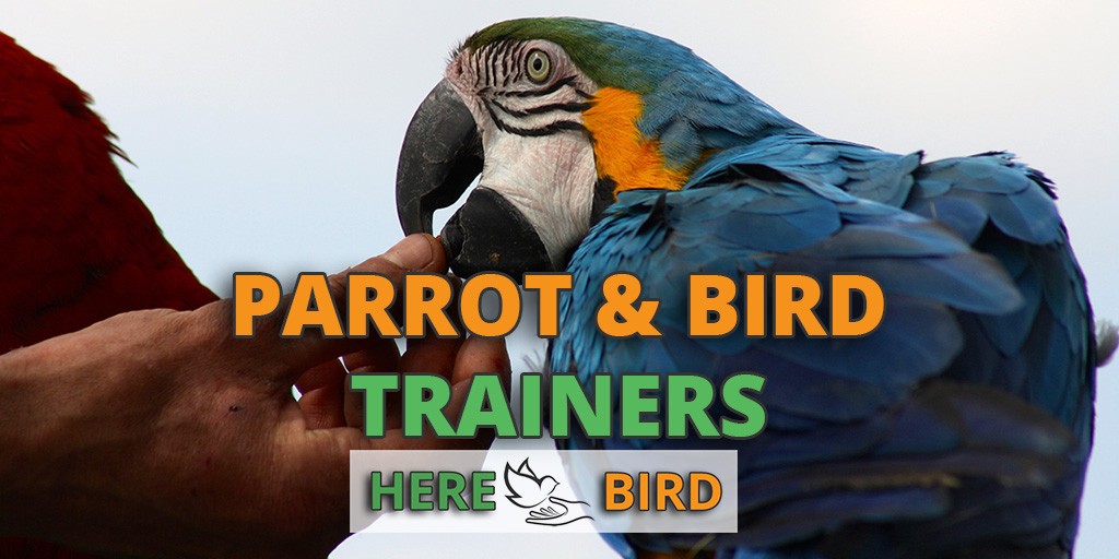 Detail Pet Parrot In Bird Cage Minecraft Nomer 35