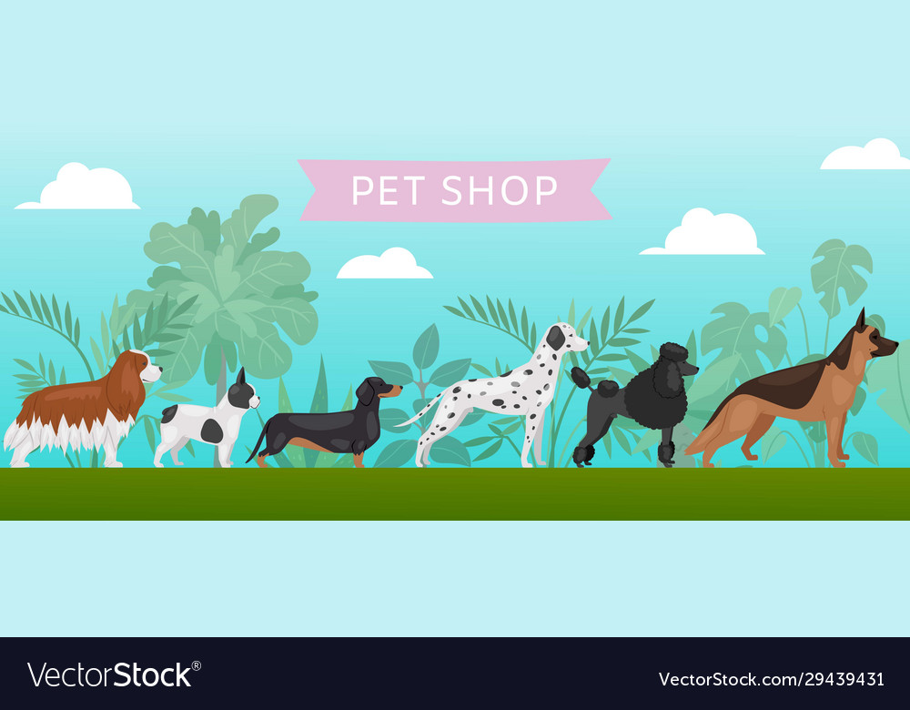 Detail Pet Shop Banner Nomer 57