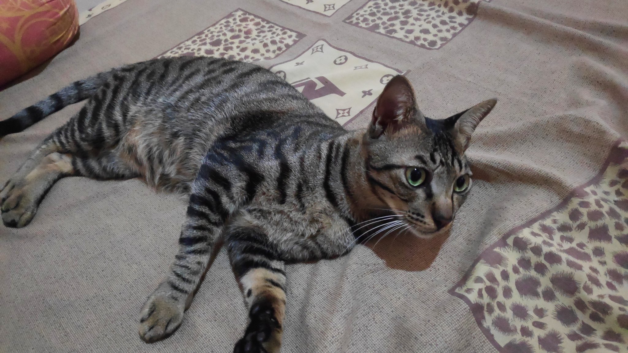 Detail Marble Kucing Nomer 4
