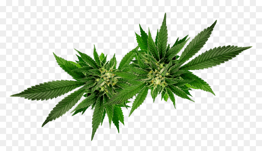 Detail Marihuana Png Nomer 26