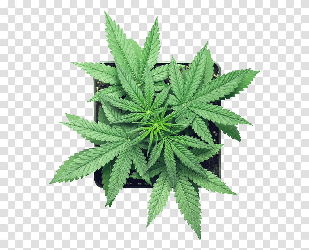 Detail Marihuana Png Nomer 39