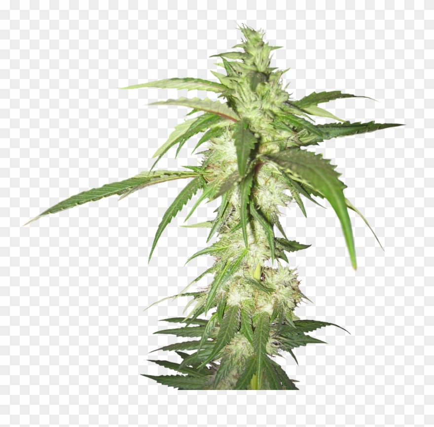 Detail Marijuana Clipart Free Nomer 30