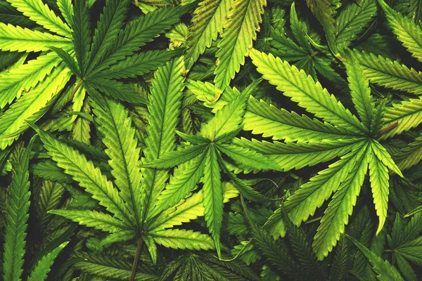 Detail Marijuana Leaf Image Free Nomer 42