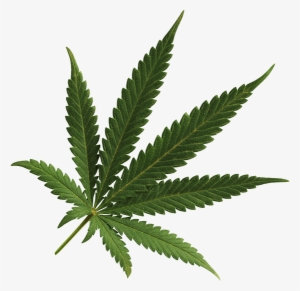 Detail Marijuana Leaf Image Free Nomer 56