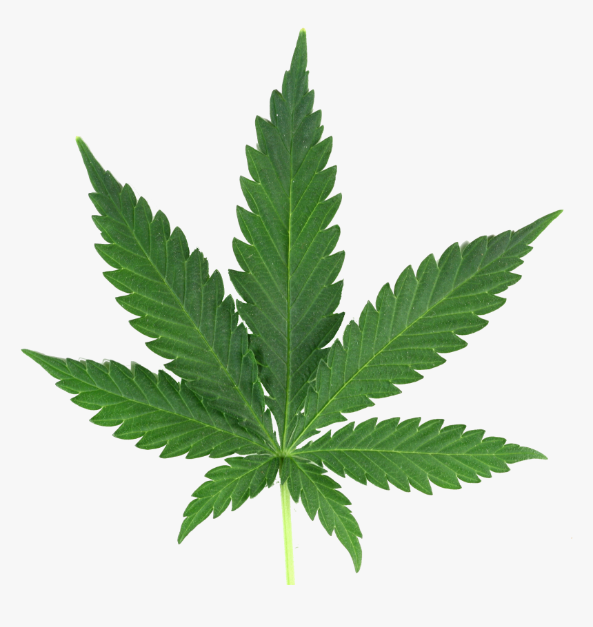Detail Marijuana Leaf No Background Nomer 13