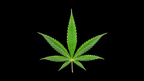 Detail Marijuana Leaf No Background Nomer 35