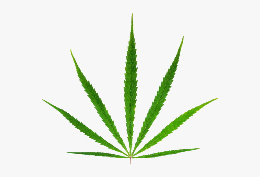 Detail Marijuana Leaf No Background Nomer 40