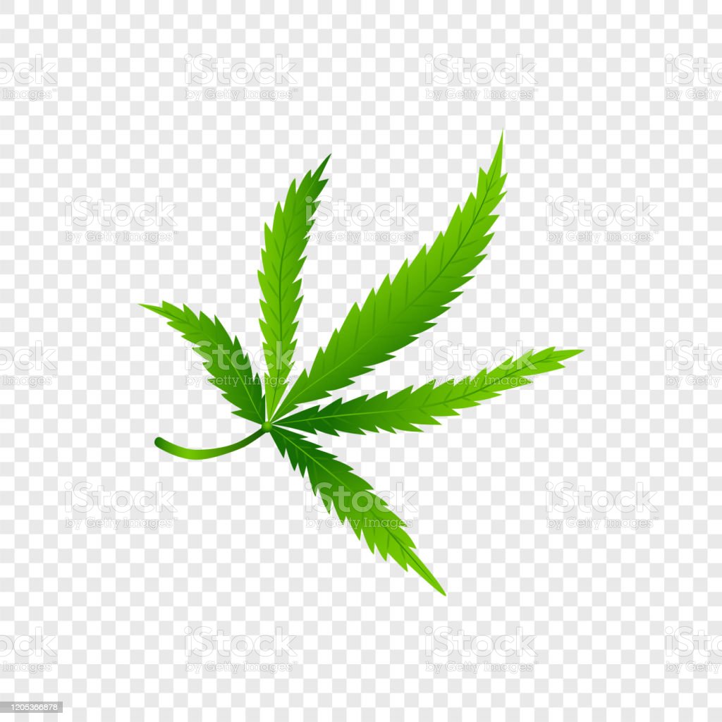 Detail Marijuana Leaf No Background Nomer 45