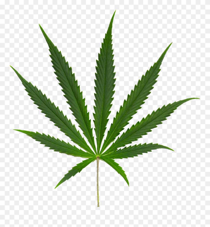 Detail Marijuana Leaf No Background Nomer 55