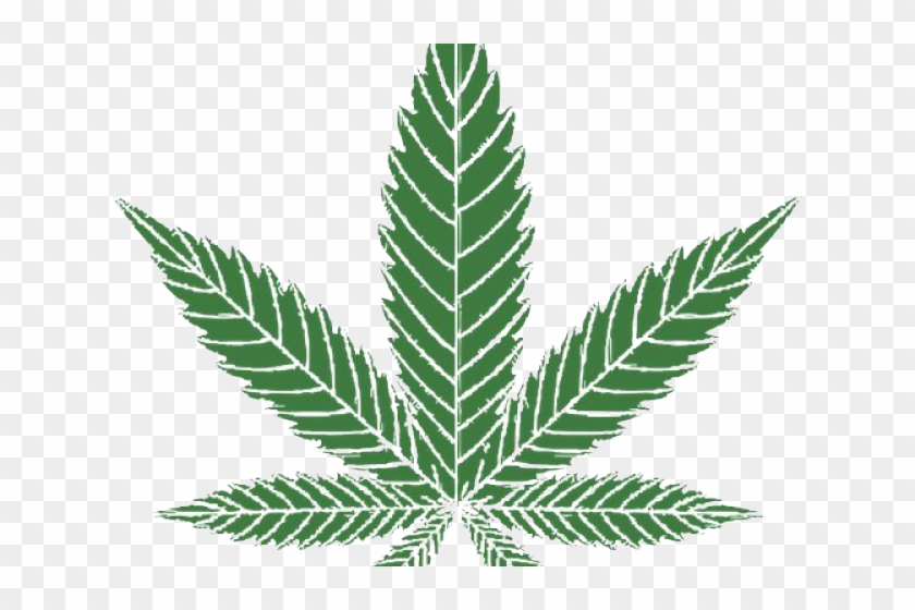 Detail Marijuana Leaf No Background Nomer 9