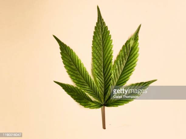 Detail Marijuana Leaf Pics Nomer 37