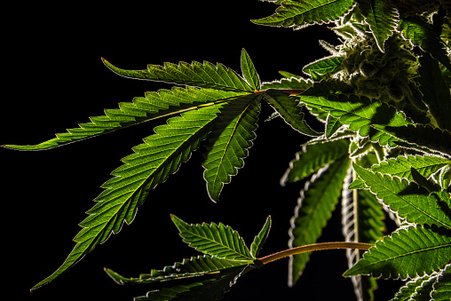 Detail Marijuana Leaf Pics Nomer 46