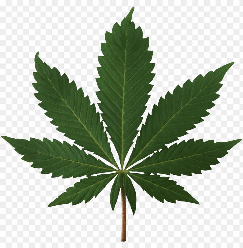 Detail Marijuana Leaf Png Nomer 5