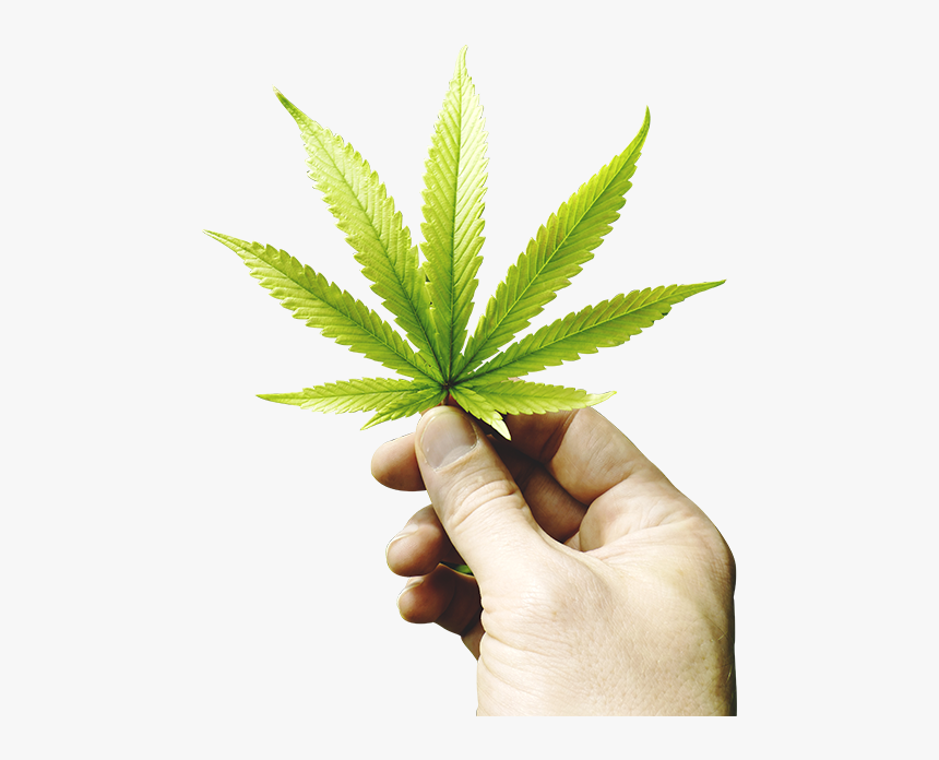 Detail Marijuana Leaf Png Nomer 51