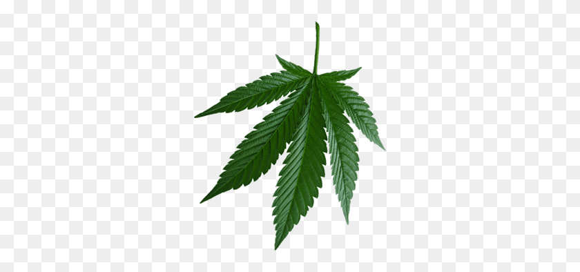 Detail Marijuana Leaf Png Nomer 52