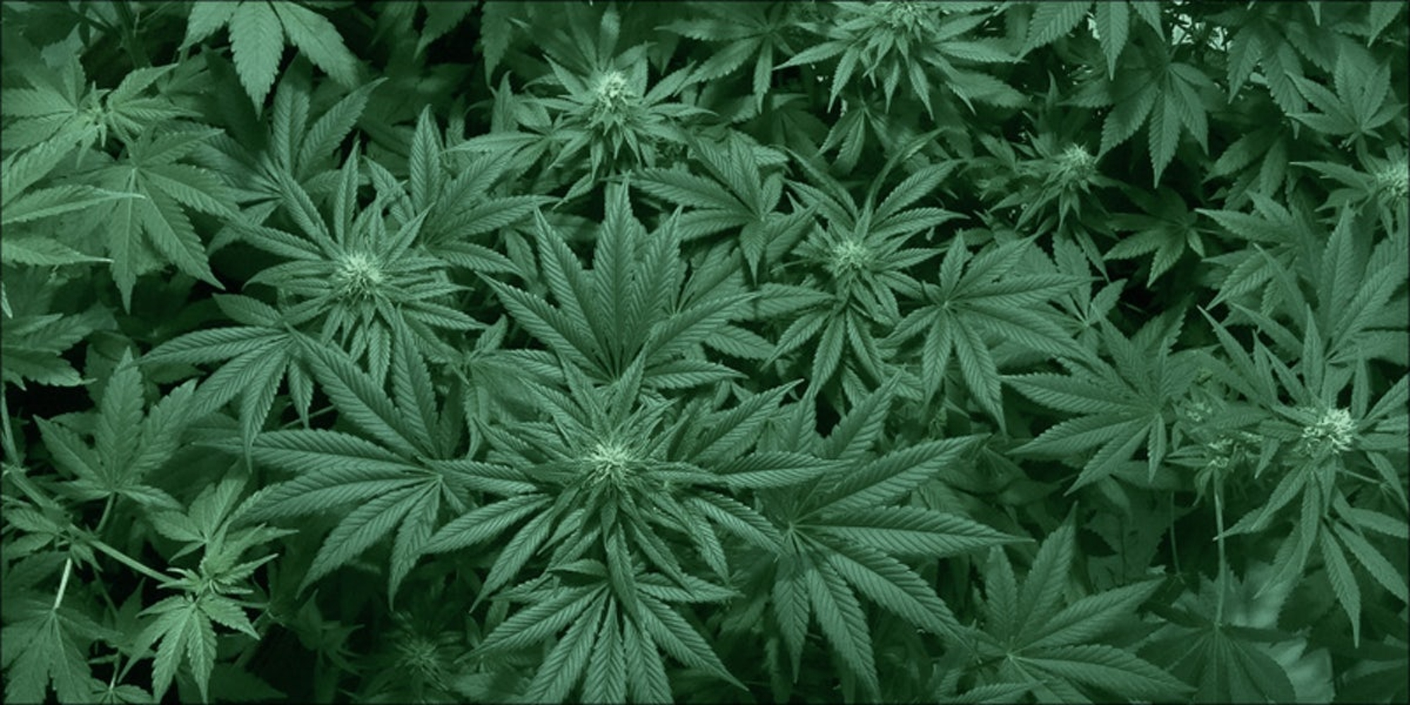Detail Marijuana Leaves Pics Nomer 15