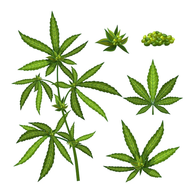 Detail Marijuana Leaves Pics Nomer 24